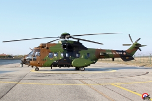 Cougar (2)